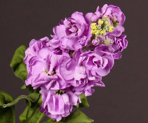 Матиола