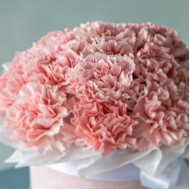 Диантус Великолепный