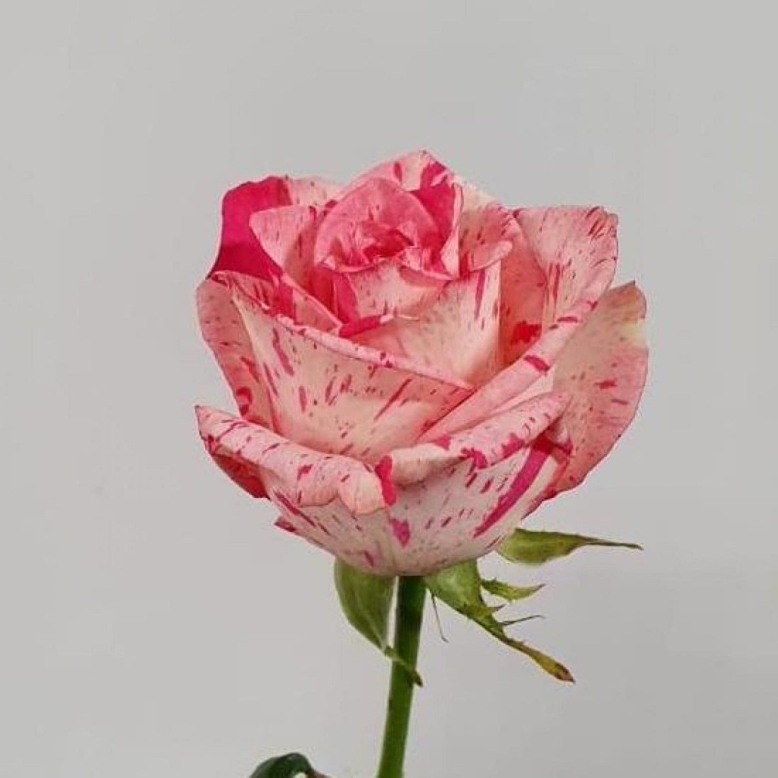 Роза Магади