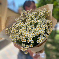 Полевая Ромашка 