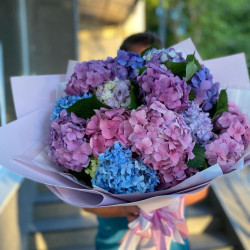 Гортензия Цветная  Гортензия Цветная