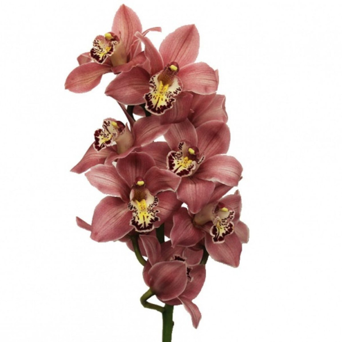 Орхидея Цимбидиум микс