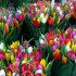 Тюльпан 