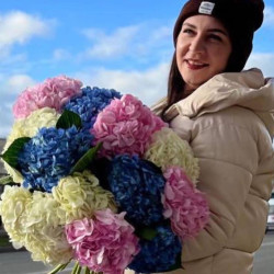 Гортензия Великолепная  Гортензия Великолепная