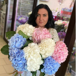 Гортензия Голландия Гортензия Голландия