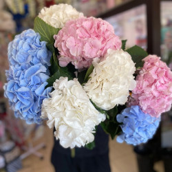 Гортензия Голландия Гортензия Голландия