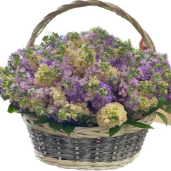 Маттиола  ароматная