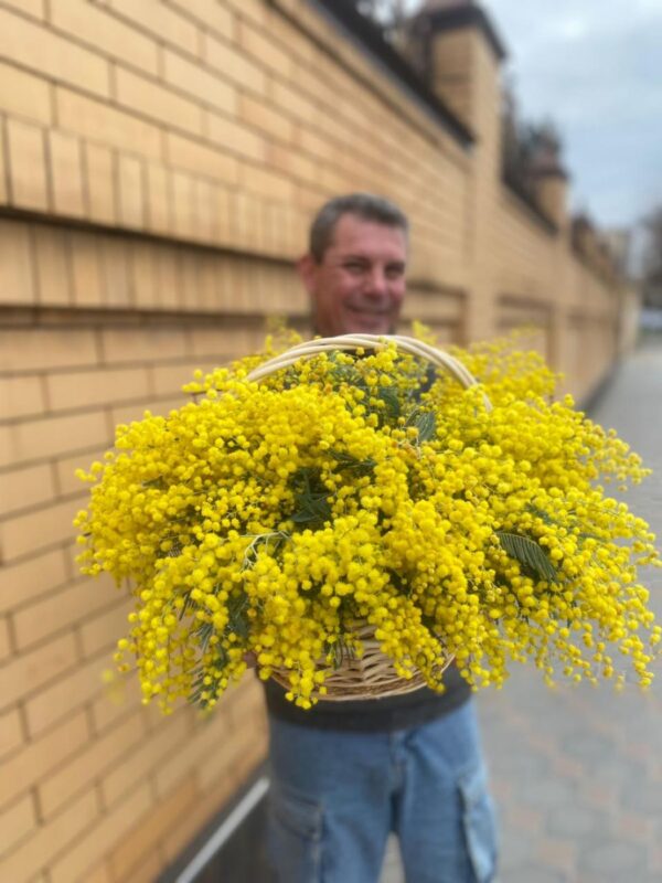 Мимоза