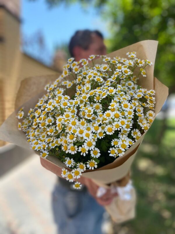 Полевая Ромашка