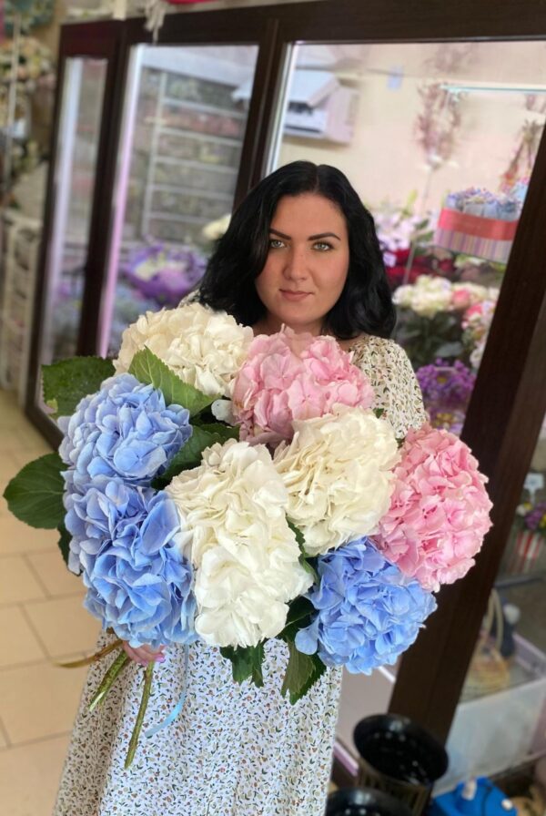 Гортензия Голландия